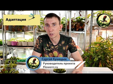 Видео: Адаптация