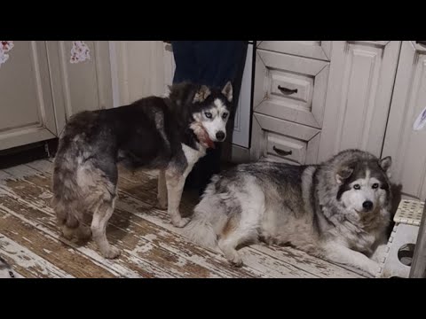 Видео: чистые 10 #хаски