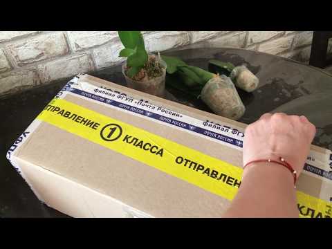 Видео: Орхидеи. Обзор двух посылок от Импортфлоры и от Эмилии с Майкопа.