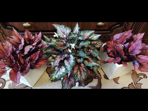 Видео: Как выращиваю шикарные кусты бегоний из одного листа.