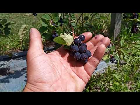 Видео: Ірга. Огляд 5 сортів в саду