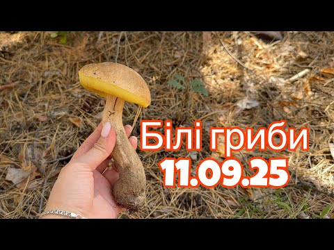 Видео: В лісі тільки білі гриби | ми такого ще не бачили 