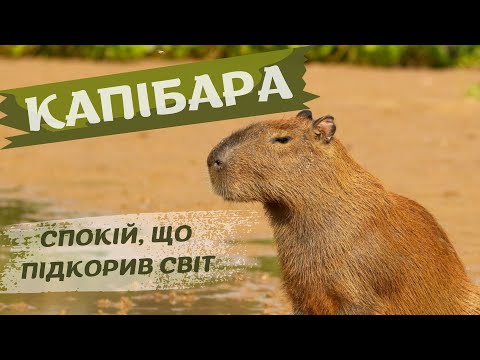 Видео: Капібара. Історія найдобрішого гризуна планети.