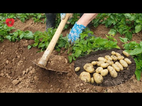 Видео: Добейтесь высоких урожаев картофеля таким образом