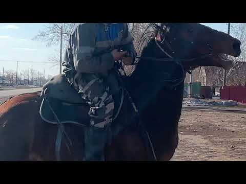 Видео: Продаю айгыр иноходец 87761084531 уацап