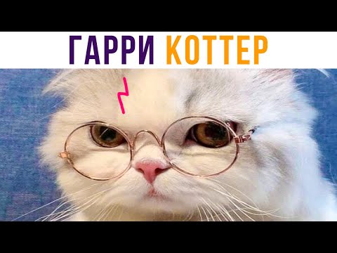 Видео: ГАРРИ КОТТЕР) Приколы с котами | Мемозг 605