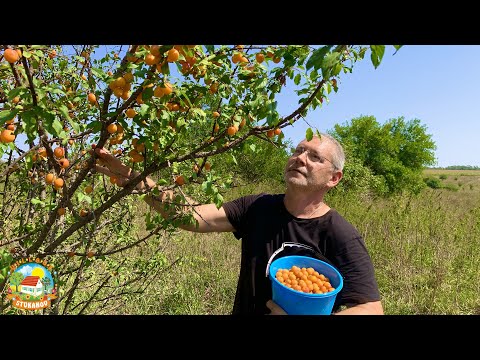 Видео: #445 Горячая пора в деревне, наполняем погреб и морозилку.