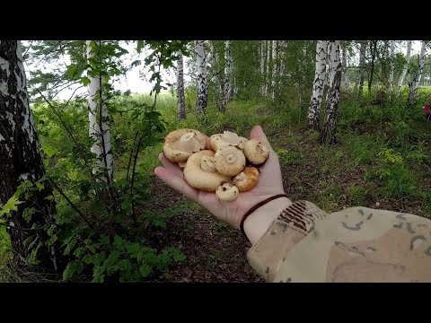 Видео: Два ведра Груздей как с куста тихая охота в Самарской области 