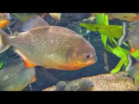 Видео: Океанариум Киев 2017