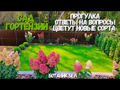 Видео: Сад гортензий 23.09.2024🌸 Ответы на вопросы 📝 Цветут новые сорта🌸#садгортензий #flowers