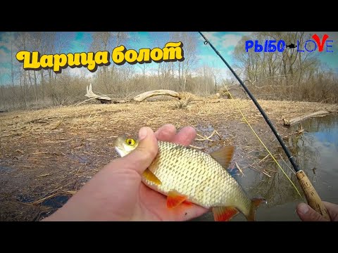 Видео: В царстве краснопёрки