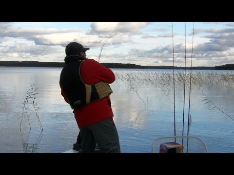 Видео: Воблер поисковик и щука. Ловля щуки на спиннинг.