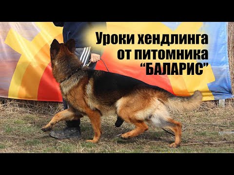 Видео: Урок 1. Хендлинг Немецкой овчарки. Уроки от «Баларис».