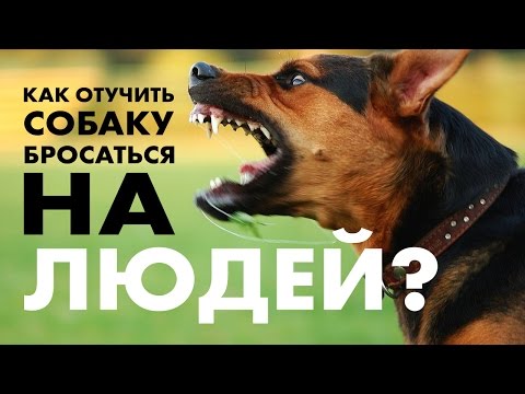 Видео: Домашняя собака бросается на людей и собак