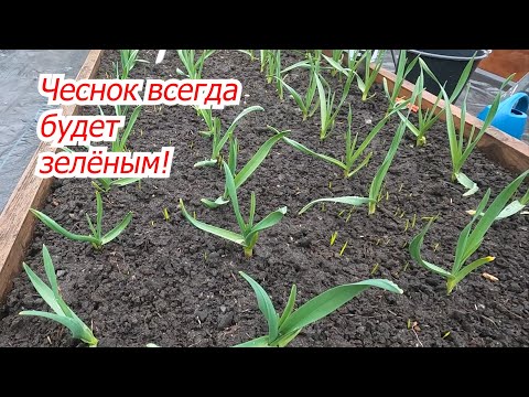 Видео: Чеснок не пожелтеет- чем подкормить его весной.