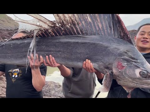 Видео: Используя 33 кг Биг Мака в качестве наживки, мы поймали больших осьминогов и ценную рыбу.