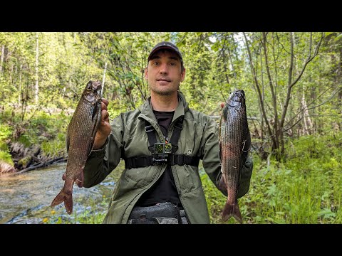 Видео: Рыбалка на Хариуса / Такого клева мы не ожидали/ Встретили подписчика!