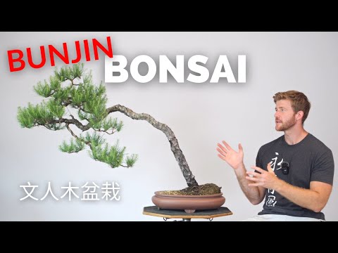 Видео: Бонсай из сосны Бунжин — экспериментальные методы | Bonsai-U