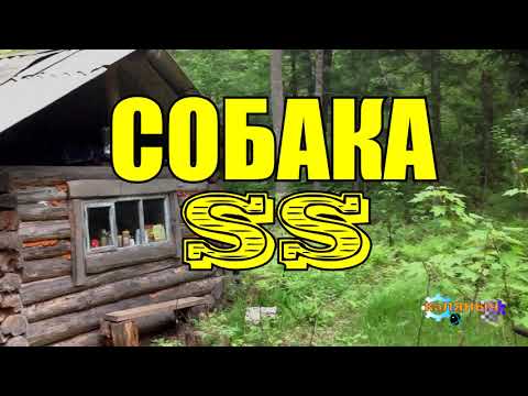 Видео: СОБАКА ЗОНДЕРКОМАНДЫ SS | СОБАКА ИЗ КОНЦЛАГЕРЯ