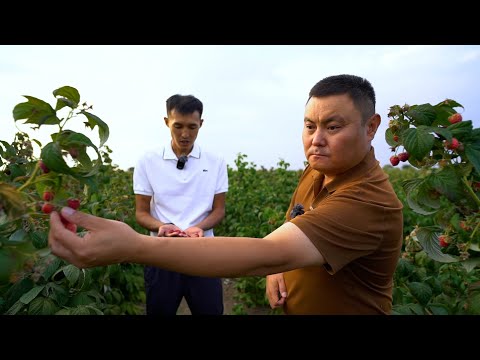 Видео: Малинанын суроо талабы көп сорту! Жерди туура пайдалануу кенештер!