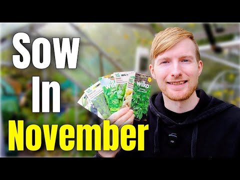 Видео: Вам ОБЯЗАТЕЛЬНО нужно посеять их в ноябре, если вы хотите получить более ранний урожай!