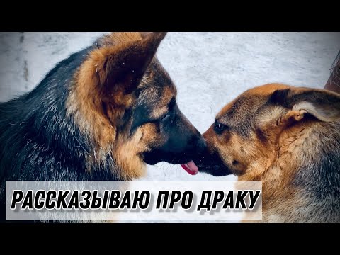 Видео: ПЕРВЫЙ ДЕНЬ НОВОЙ ОВЧАРКИ В СТАЕ