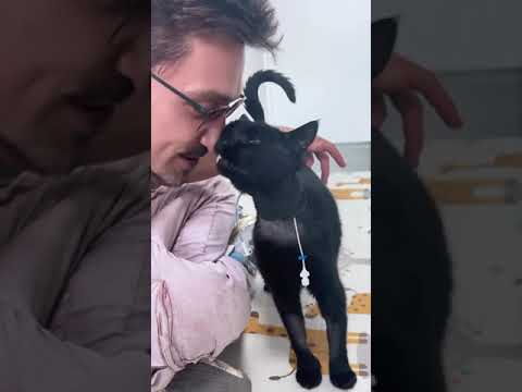 Видео: Дима Билан: История борьбы Шаха