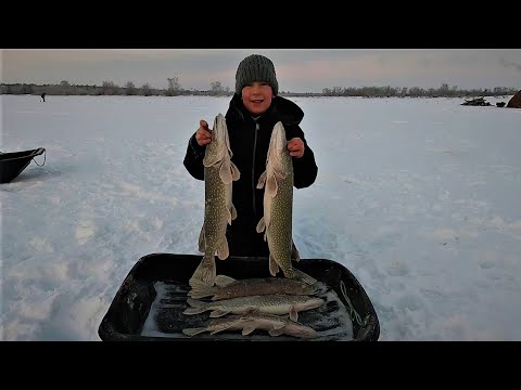 Видео: ЯМАЛЬСКАЯ ЩУКА КАК ВСЕГДА СПАСЛА НАШУ МОРОЗНУЮ РЫБАЛКУ), ПОКА ВСЕ ПРАЗДНУЮТ МЫ УЖЕ НА РЫБАЛКЕ 2025!