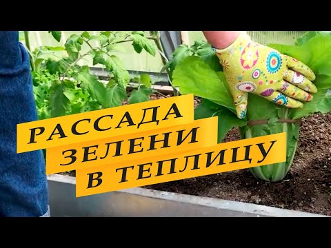 Видео: Рассада зелени для теплицы для раннего урожая.