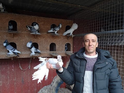 Видео: Голуби разных видов у Ивановича