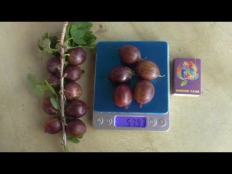 Видео: ЗВЕЗДОЧЕТ и ГАЛАТЕЯ.  Лучшие сорта крыжовника.  Удивляют каждый год. / Коллекция Светланы Татур.