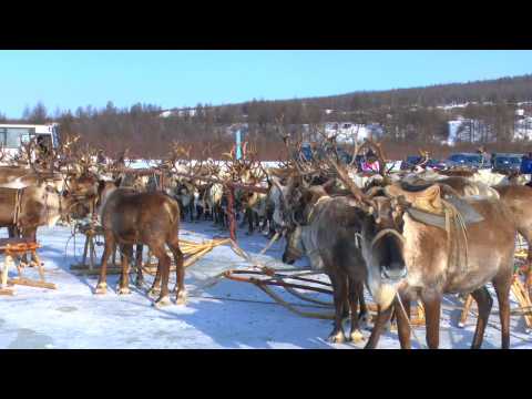Видео: День Оленевода, село Иенгра 2017 год (Reindeer herder's day)