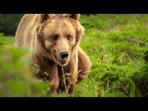 Видео: Дикая природа Франции, открытие другого мира