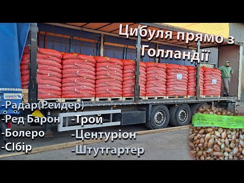 Видео: Озима Голландська цибуля, свіжа поставка: Радар (Рейдер), ред барон, болеро, трой, центуріонт.