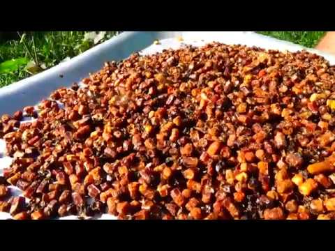 Видео: Перга 2018!! Вкусно и полезно!!