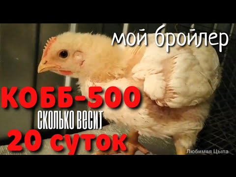 Видео: Чешский КОББ-500 20СУТОК - сколько ВЕСИТ 🕵️