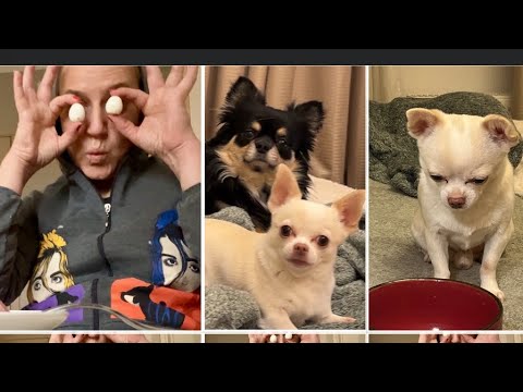 Видео: Кто в доме хозяин? Юрмальские чебуреки. Жизнь с Тео и Лео. .