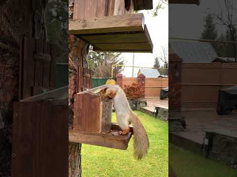 Видео: Прямая спина залог успеха #squirrel #белка #animals #cute #wildlife #feedinganimals