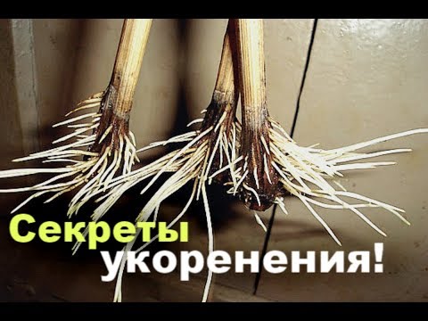 Видео: 8 секретов укоренения черенков! Как укоренить черенок?