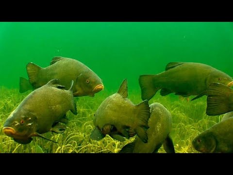 Видео: Подводные съёмки ЛИНЯ