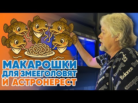 Видео: Аквариумные истории из ЭКЗОМЕНЮ (15.08.2025). Макарошки для змееголовят и астронерест.