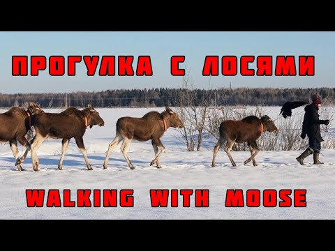 Видео: Прогулка с лосями