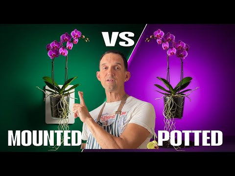 Видео: Орхидеи в горшках или на подставках: не делайте выбор, пока не посмотрите это!