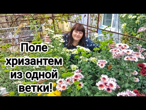 Видео: Вырастила поле хризантем из одной ветки!