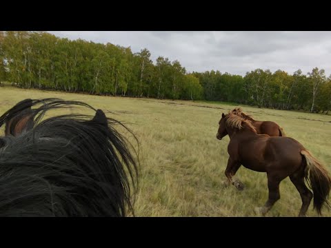 Видео: Потеряли Жеребца. Погоня на Малыше