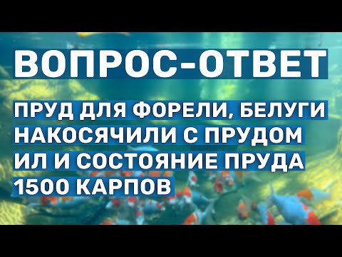 Видео: Обслуживание и создание прудов. Вопросы по эксплуатации, рыбоводству и строительству