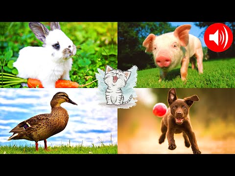 Видео: Домашні тварини для дітей. Вікторина: гадай тварину за звуком