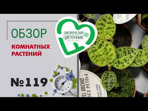 Видео: Обзор растений: антуриумы лиственные, драгоценные орхидеи, редкие алоказии и яркие аглаонемы #119