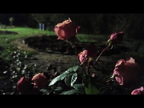 Видео: Ночной дозор в саду!😎 Мишкины розы обзор посылки!🥰