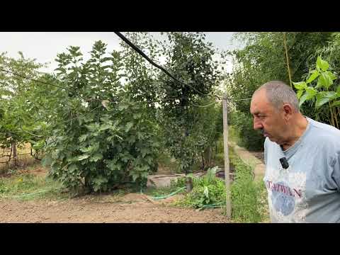 Видео: Засаждане на чесън в градината на бай Тошо | Септември 2024